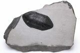 Inflated Isotelus Trilobite - Walcott-Rust Quarry, NY #230190-3